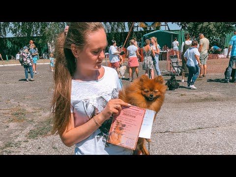 Видео: VLOG: ВЫСТАВКА СОБАК| Померанский шпиц |Первый опыт ❤️