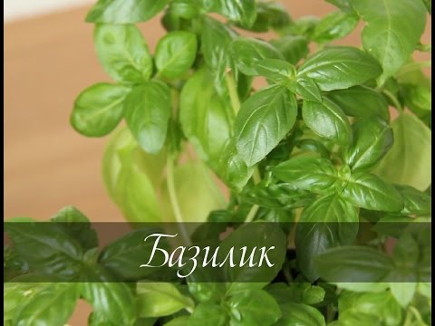 Видео: Как вырастить базилик в домашних условиях. Свежая зелень на подоконнике.