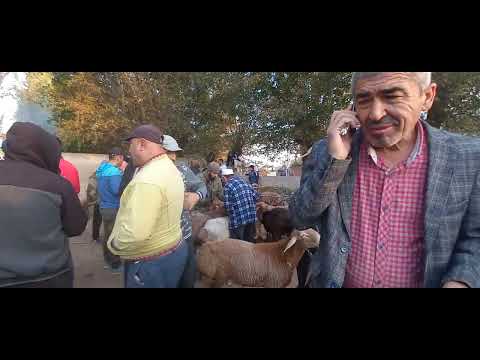 Видео: молбозори Нуроншоҳ Мастчоҳ якум участка 09 1024г