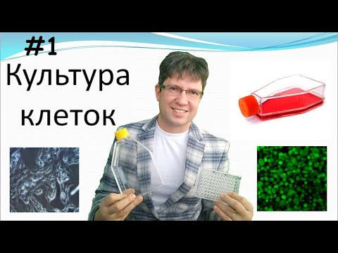Видео: Культура клеток: основы. Владимир Прокопюк. Cryo lab.