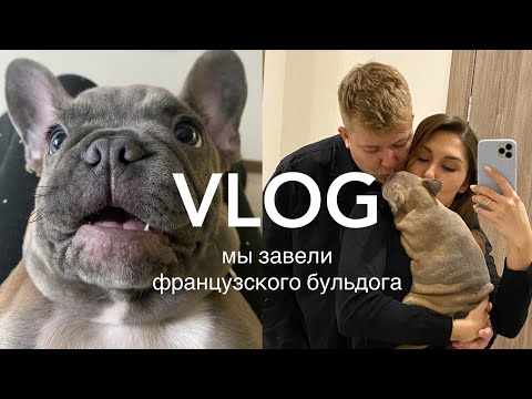 Видео: ФРАНЦУЗСКИЙ БУЛЬДОГ / МЫ ЗАВЕЛИ ЩЕНКА / ПЕРВЫЙ ВЛОГ