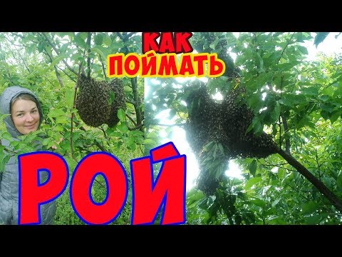 Видео: Как поймать рой пчел. Где ставить ловушку? Приманки для пчел. Готовим ловушку