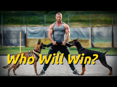 Видео: Поединок сторожевых собак: доберман против бельгийской овчарки малинуа