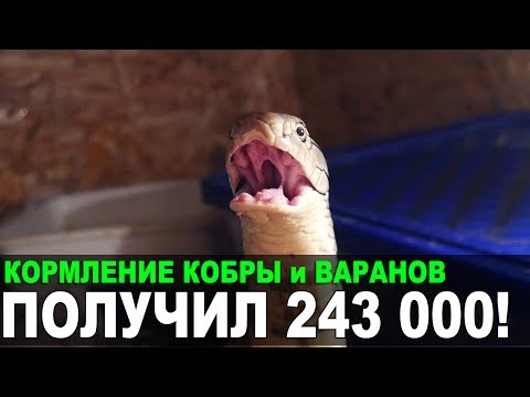 Видео: СКОРМИЛ ПИТОНОВ КОБРЕ и ВАРАНАМ. Самые опасные змеи опять вместе