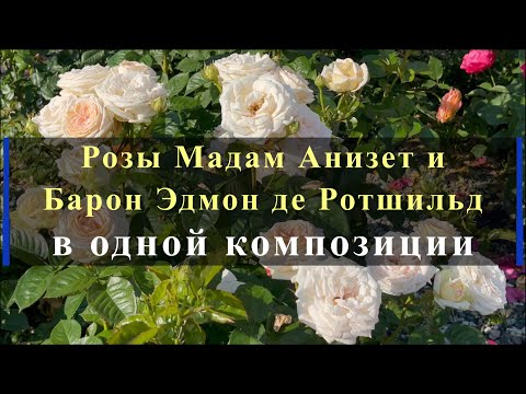 Видео: Розы Мадам Анизет и Барон Эдмон де Ротшильд в одной композиции. Питомник растений Е. Иващенко