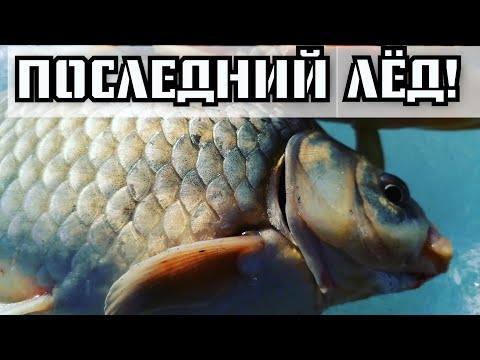 Видео: Вот это лапти! Озеро Чаны! Последний лёд! #карась #чаны #последнийлёд