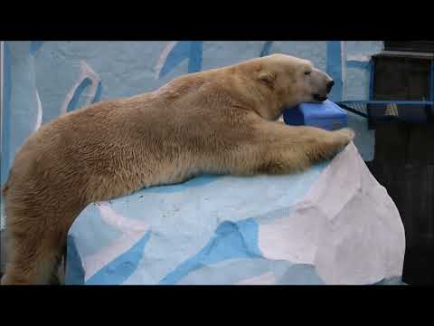 Видео: Кай лениво поиграл с канистрой и ушёл спать 30.10.2025