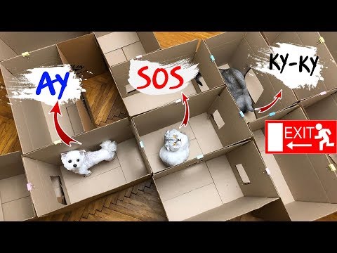 Видео: КТО ПЕРВЫЙ ВЫЙДЕТ ИЗ ЛАБИРИНТА: КОШКА ИЛИ СОБАКА? СЛАДУН ПРОТИВ РОДИТЕЛЕЙ! | Ляпота ТВ новые серии