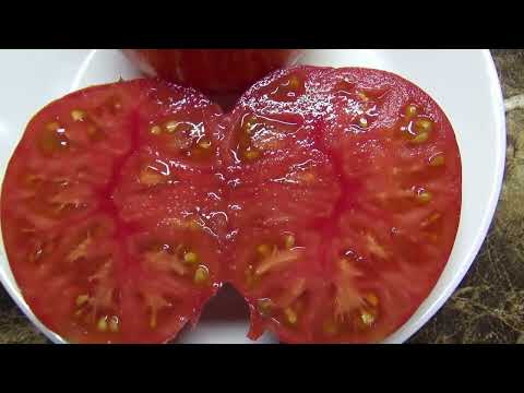 Видео: Томатный Гном Король красоты - потрясающий томат! Красивый, вкусный, крупный! Дегустация сорта.