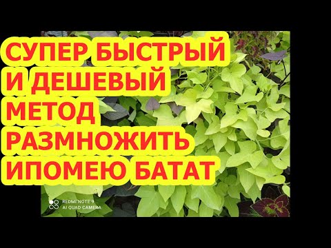 Видео: СУПЕР БЫСТРЫЙ И ДЕШЕВЫЙ МЕТОД РАЗМНОЖИТЬ ИПОМЕЮ БАТАТ.