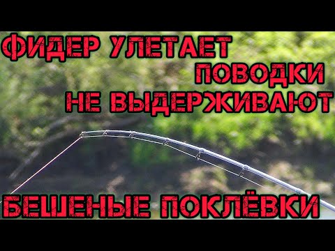 Видео: ФИДЕР УЛЕТАЕТ ПОВОДКИ НЕ ВЫДЕРЖИВАЮТ ТАКИХ ПОКЛЁВОК БЕШЕНЫЕ ПОКЛЁВКИ НА РЕКЕ