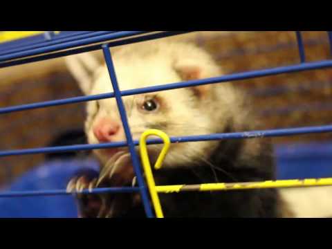 Видео: Хорёк Семен. Первый вечер дома. Укусил(