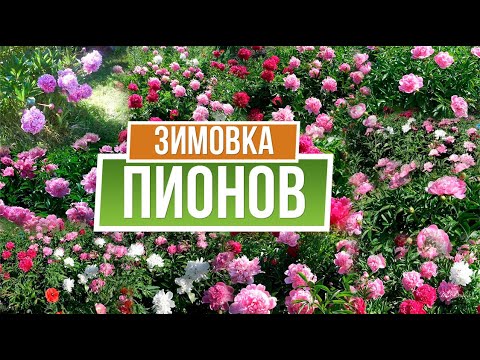 Видео: Срочно!!! Как подготовить пионы к зимовке ✿