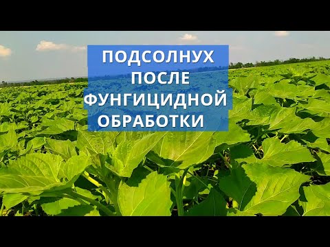 Видео: ОБЗОР ПОДСОЛНУХА КУПАВА И АРИЗОНА ПОСЛЕ ФУНГИЦИДНОЙ ОБРАБОТКИ!!!