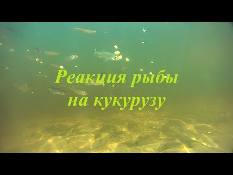 Видео: Реакция рыбы на кукурузу.