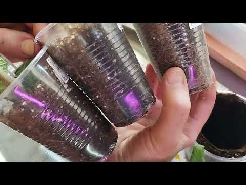 Видео: Стрептокарпусы - ПЕРЕСАДКА - когда, как, грунт, полив...?