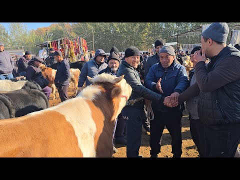 Видео: 6 ноября 2025 г. YOZYOVON BUQA BOZORI NARXLAR YANA Tushib ketdimi? 