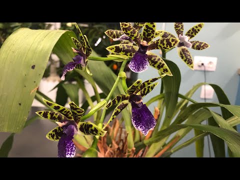 Видео: Орхидея зигопеталум / zygopetalum. Как я его чуть не потеряла