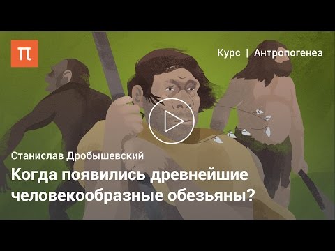 Видео: Возникновение человека — Станислав Дробышевский