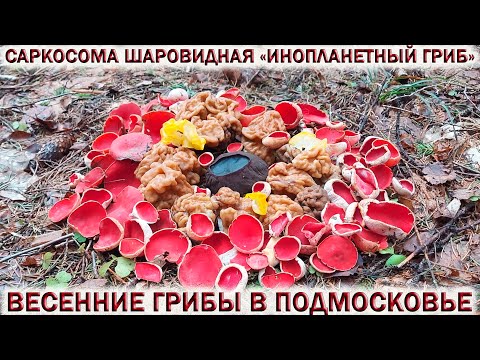Видео: ❗«ИНОПЛАНЕТНЫЙ ГРИБ»👉САРКОСОМА ШАРОВИДНАЯ.🍄СТРОЧКИ, САРКОСЦИФА. Ждём Весенние грибы 2024!