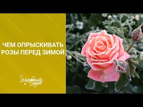 Видео: Чем опрыскивать розы перед зимой