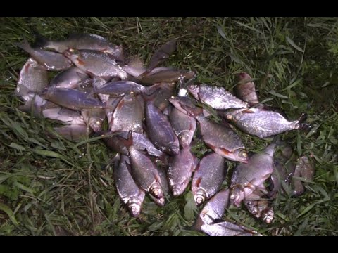 Видео: Ловим густеру ночью в проводку! Очень эффективная рыбалка!