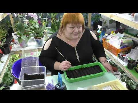 Видео: посев петунии, колеусов и семян других цветов..часть 3