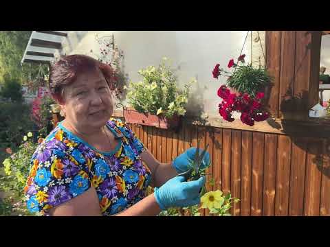 Видео: ЧЕРЕНКУЮ ЦВЕТЫ