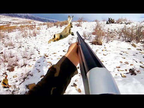 Видео: 2021-2022 TAVŞAN KEKLİK AVLARI (SEÇME AVLAR MÜKEMMEL) partridge hunts охота на зайца на куропатку