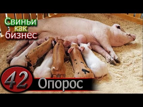 Видео: СВИНОМАТКА УПАЛА НА НОГИ