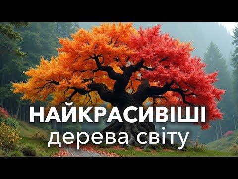Видео: Найкрасивіші дерева світу.
