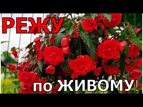 Видео: Режу по живому? Как сохранить красоту бегоний на следующий сезон?