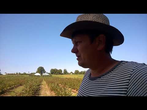 Видео: Уход за голубикой осенью . Диверсия !