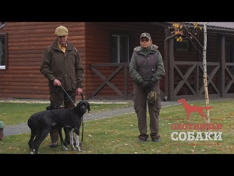 Видео: Охотничьи собаки. 3 серия. Английский пойнтер
