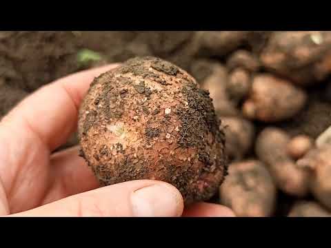 Видео: Копаем сегодня три сорта картофеля: РЕД СКАРЛЕТТ, КРАСНОГЛАЗКА, БЕЛОРОЗА.12 августа 2025 год.