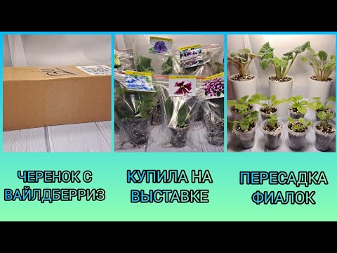 Видео: Заказала черенок на Вайлдберриз. Что купила на выставке. Пересадка фиалок.