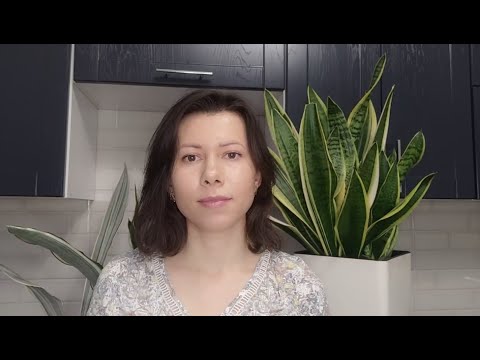 Видео: КАК ПОБУДИТЬ САНСЕВИЕРИЮ ДАТЬ ДЕТОК. Мой способ