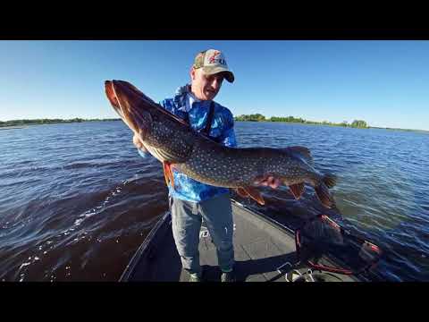 Видео: ЩУКА В ЛЮТОМ КОРЯЖНИКЕ!!! КАК ЛОВИТЬ? Приманки и секреты подачи