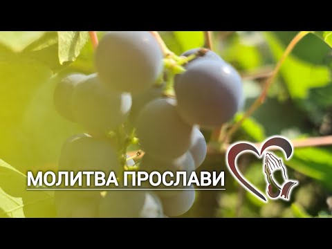 Видео: Молитва прослави  | 10 серпня 2025 р.