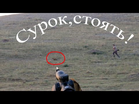 Видео: охота на сурка в саратовской области 2024.  погоня за подранком