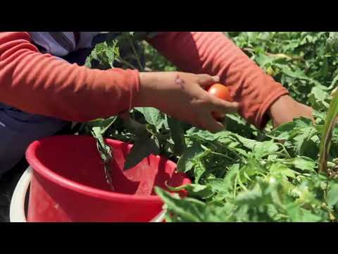 Видео: Помидор 🍅 Өстүрүү үчүн кеңештер дыйканчылык сырлары