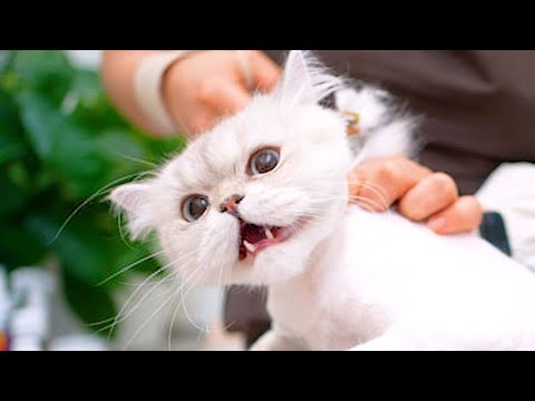 Видео: Самый милый сердитый кот на свете! 😻🛁✂️ K-CAT Gyogam Grooming ICGA❤️