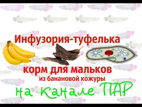 Видео: Инфузория туфелька - корм для мальков.