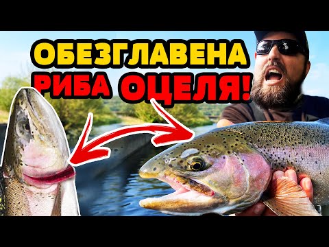 Видео: НЕВЕРОЯТНО!!! ХВАНАХМЕ над 100 ПЪСТЪРВИ! Съвети от шампиони по риболов на пъстърва
