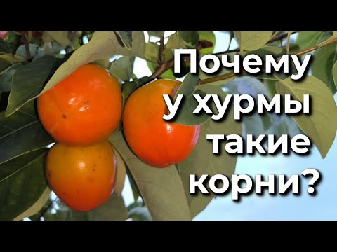 Видео: Чем отличается хурма Жемчужина от других сортов?