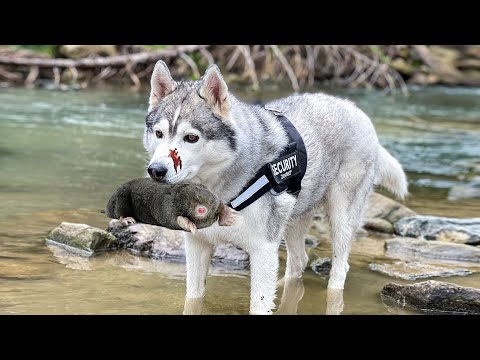 Видео: ХАСКИ ПОЙМАЛ КРОТА В РЕКЕ в КАРПАТАХ