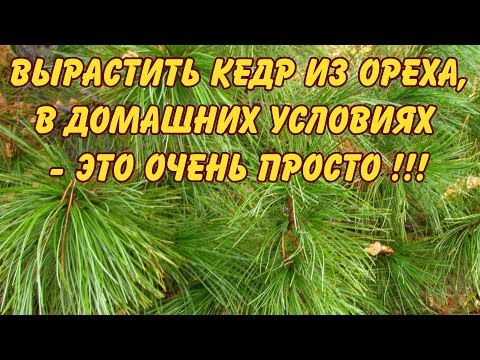 Видео: КАК ВЫРАСТИТЬ КЕДР ИЗ ОРЕХА В ДОМАШНИХ УСЛОВИЯХ - ЭТО ОЧЕНЬ ПРОСТО!!!