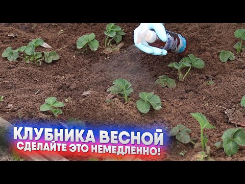 Видео: Клубника весной   сделайте это немедленно!