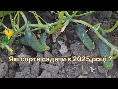 Видео: Огляд найкращих  сортів огірків: для себе і на продаж!