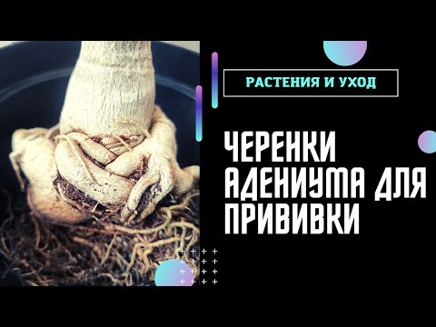 Видео: АДЕНИУМЫ на подвой НОВЫЕ ЧЕРЕНКИ и ПРИВИВКИ АДЕНИУМА #адениум #adenium